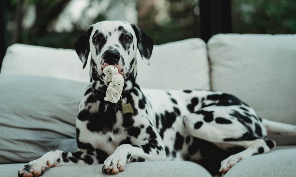 Najpoznatiji psi u svetskoj književnosti