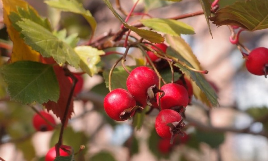 Čudesni čaj od Gloga za zdravlje srca i krvnih žila