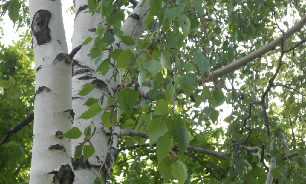 Brezov sok: Prirodni eliksir zdravlja iz prirode