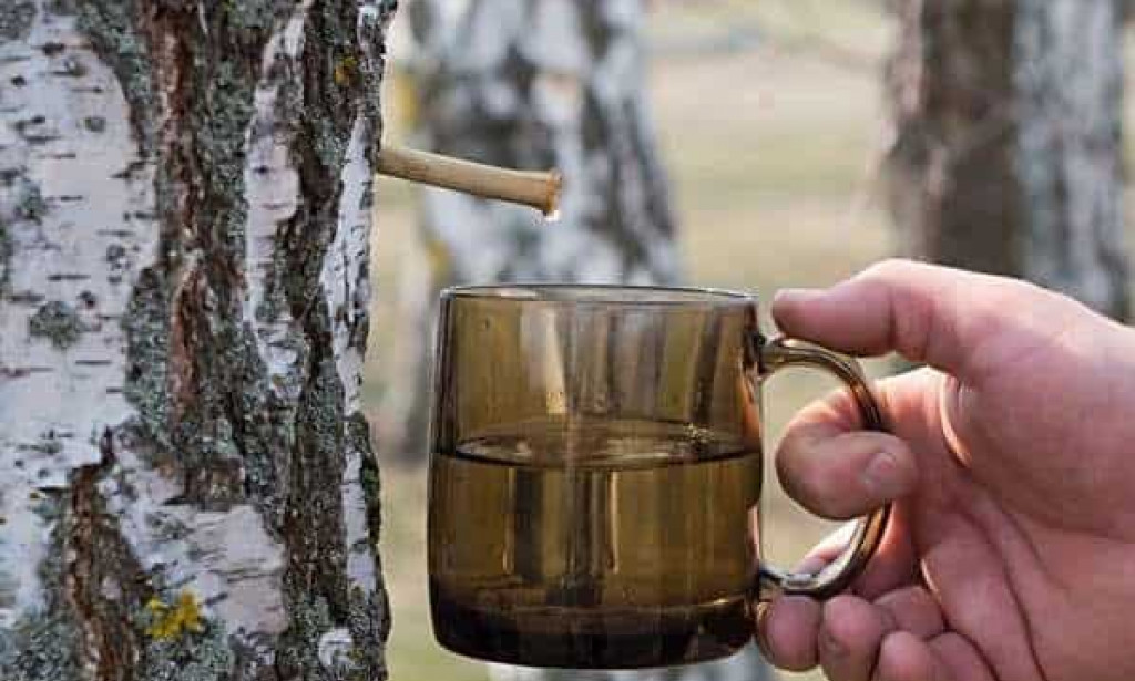 Brezov sok: Prirodna njega kose za sjaj i vitalnost