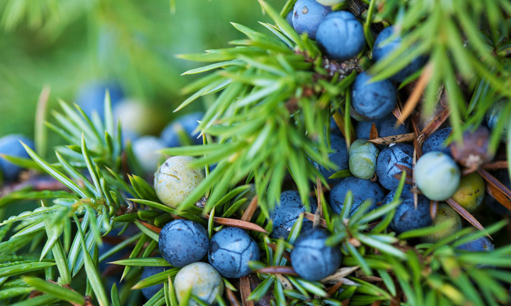 Očaravajući grm smreke - Ono što ćete poželjeti znati