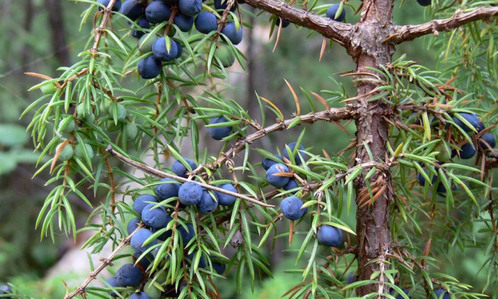 Stvari koje niste znali o smreki