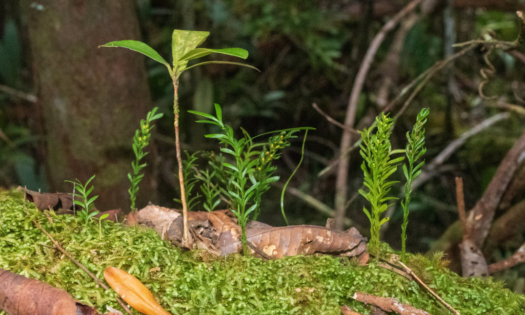 Ova mala paprat ima najveći genom od svih organizama na Zemlji