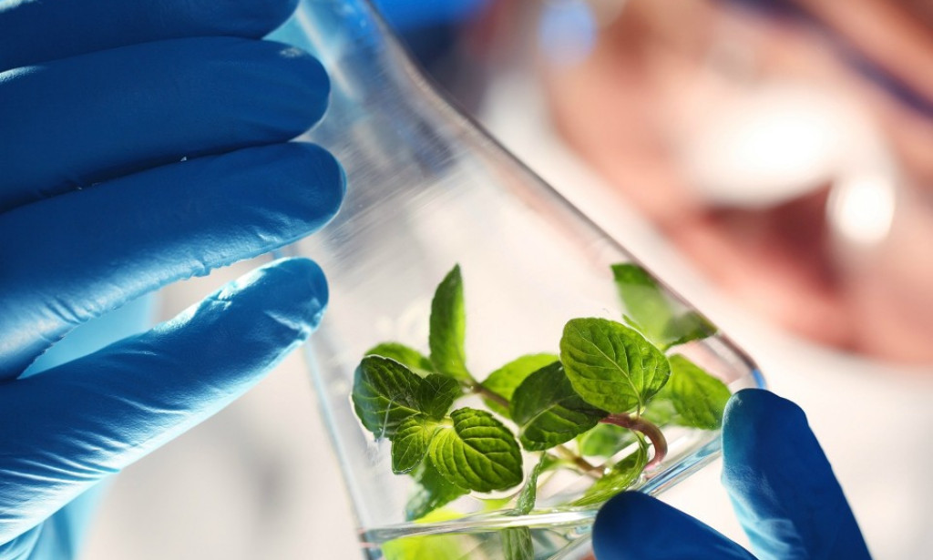 Biotehnologija: Zelena Revolucija 21. Stoljeća