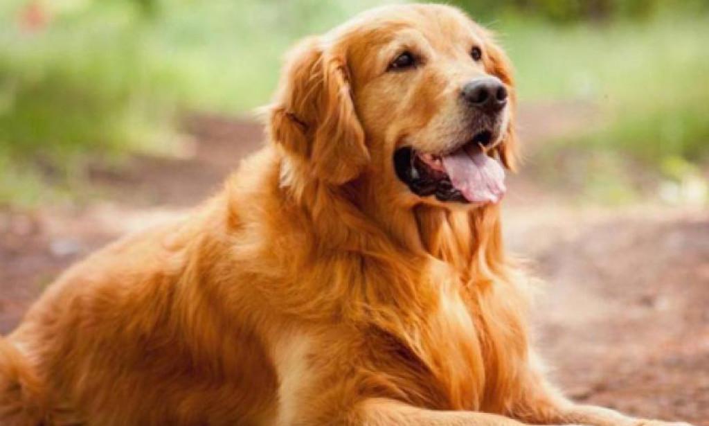 Od šteneta do šampiona: Sve što trebate znati o uzgoju plemenitih pasmina pasa