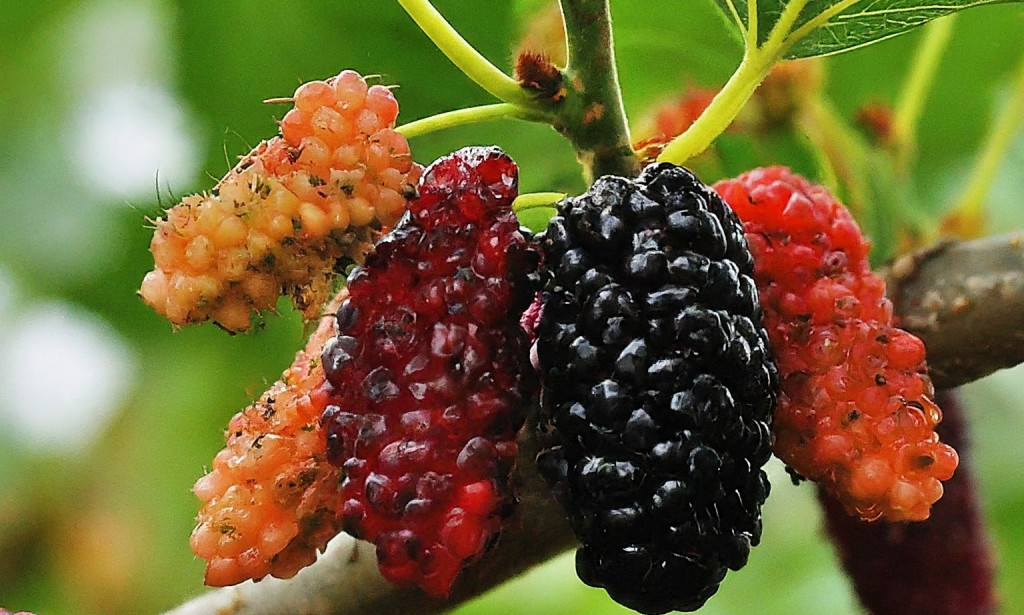 Dud – Zaboravljeno blago prirode: Istraživanje ljekovitih svojstava