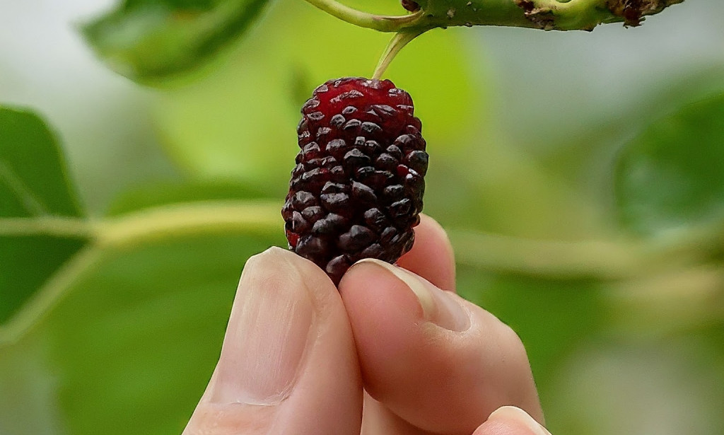 Dud: Prirodni eliksir za oči i imunitet