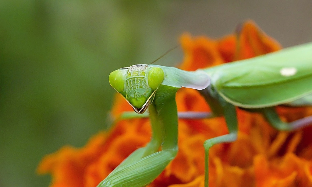 Invazija zelenih lovaca: Zašto se bogomoljke sve češće pojavljuju u našim vrtovima i šumama?