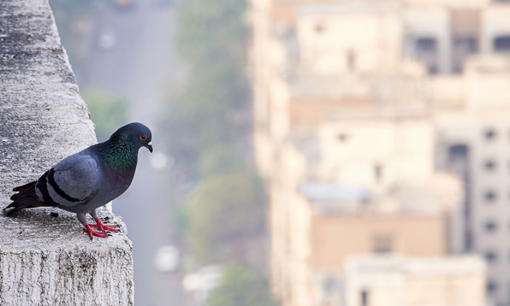 Zaštita od golubova u gradskim zonama