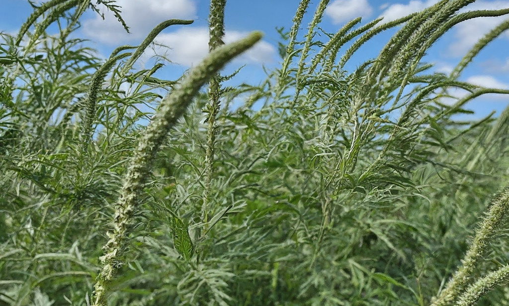 Ambrozija: Opasan korov koji ugrožava zdravlje i prirodu