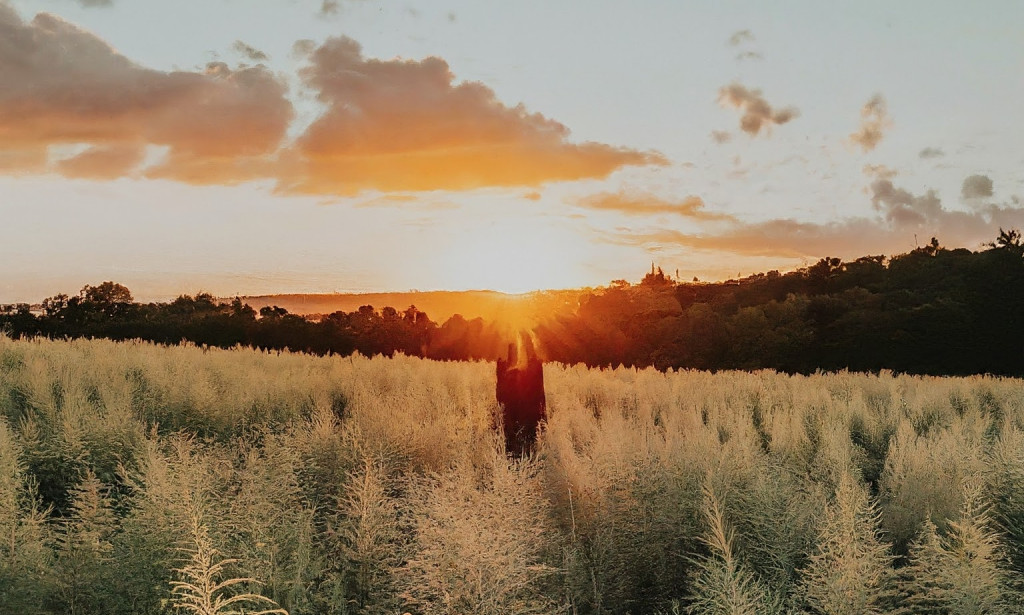 Zašto ambrozija izaziva alergije? Naučni pogled na njen sastav i utjecaj na ljudsko zdravlje