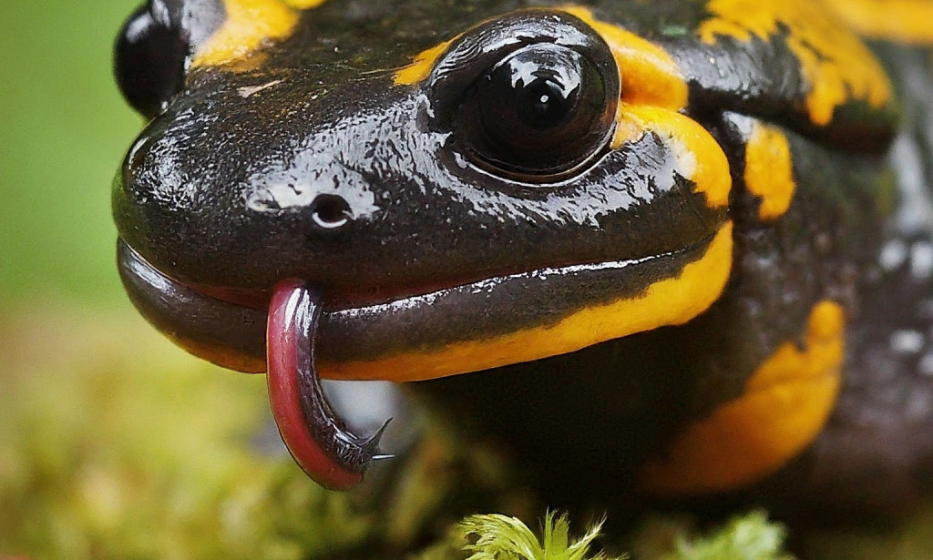 Daždevnjak: Tajanstveni amfibijski stanovnik šuma - jestivost, nutrijenti i nevjerovatne činjenice