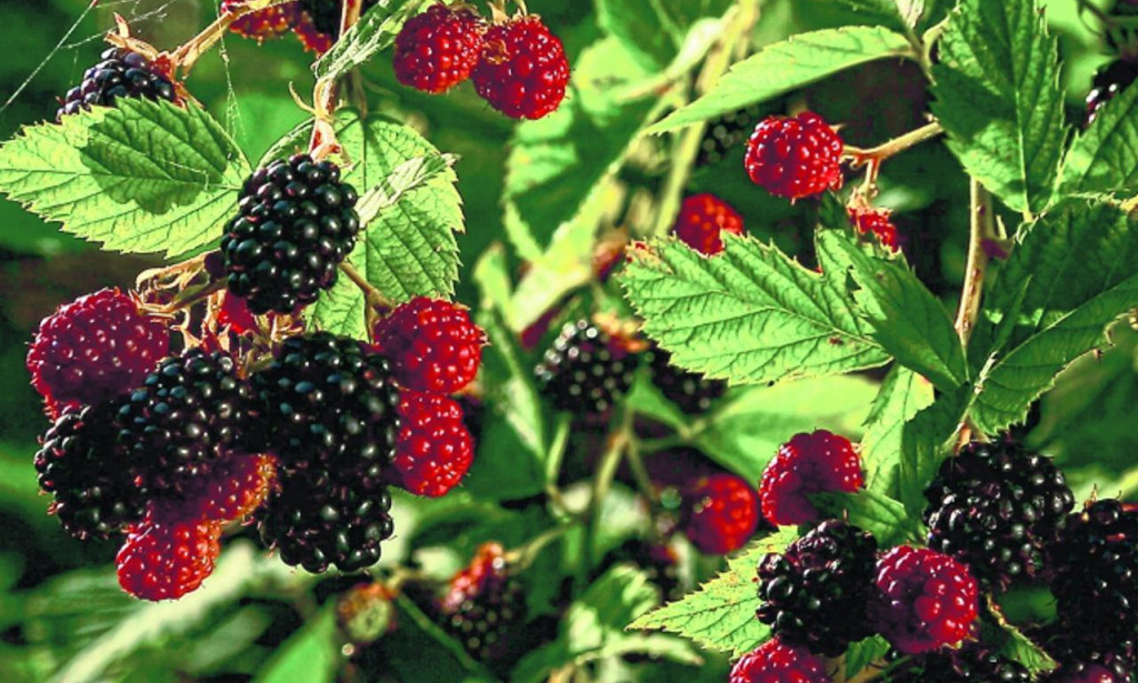 Kupina – crno zlato prirode: ljekovitost, upotreba i nutritivne vrijednosti