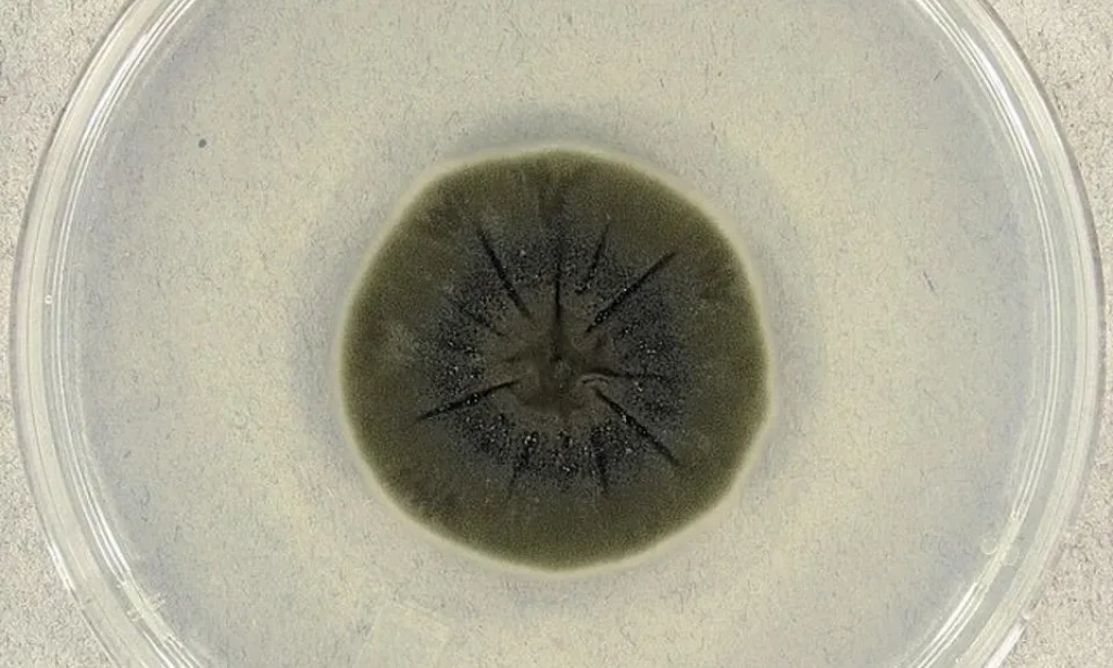 Nevjerovatno Otkriće u Černobilu: Gljiva Koja Jede Radijaciju i Mijenja Granice Života