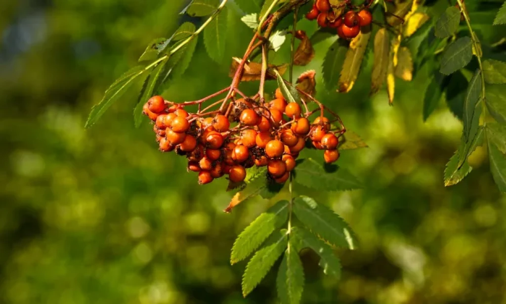 Oskoruša: Ponovno otkrivanje zaboravljenog blaga Bosne