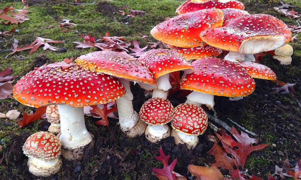 Tajne crvene muhare: Koristi, hemijski sastav i primjena