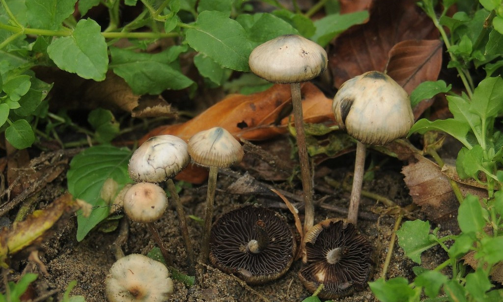 Psilocibin (magične gljive): Šta je to, efekti i rizici