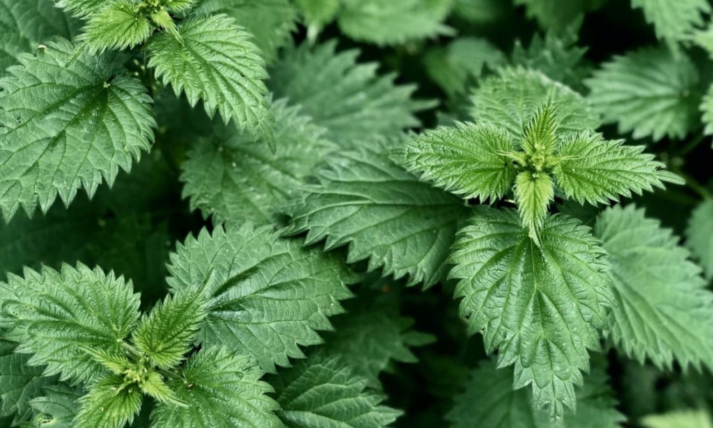 Žara i Štitna Žlijezda: Indirektna Podrška iz Prirode