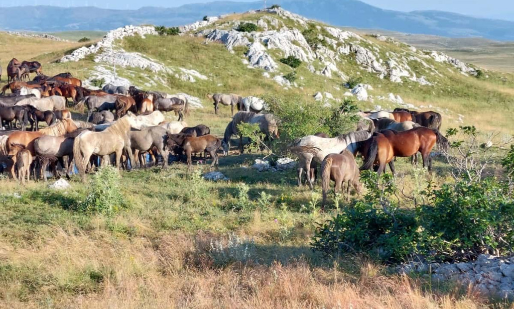 Cincar: Veličanstveni Div Jugozapadne Bosne