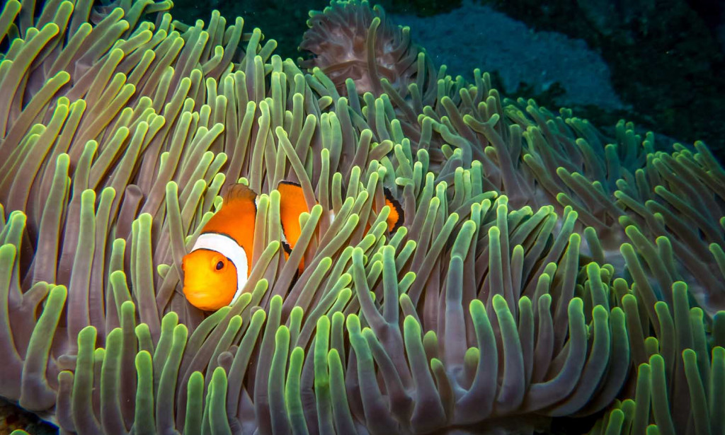 Podvodni San: Kako Ribe Odmaraju i Zašto Ne Moraju Zatvoriti Oči