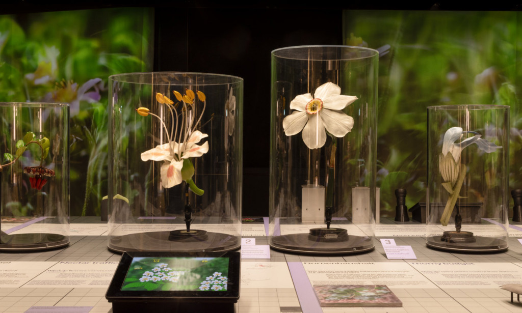 Komunikacija s Biljkama: Da li Ćemo Ikada Razumjeti "Razgovore" Prirode?