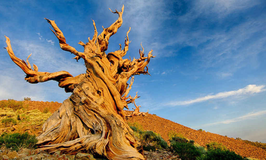 Najstarije Drvo na Svijetu: Živi Svjedok Historije Zemlje