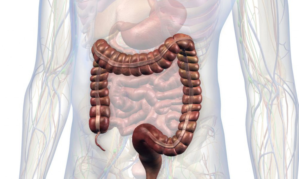 Funkcija Slijepog Crijeva: Zaboravljeni Organ ili Sklonište za Bakterije?