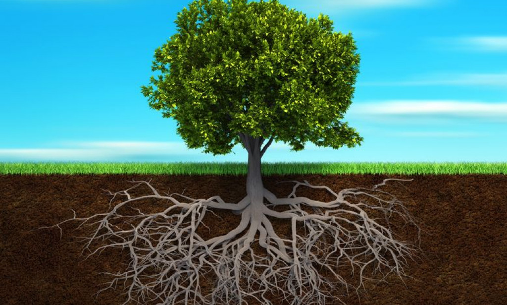 Zaboravljena Moć Tla: Tlo je Više od Podrške Plodu