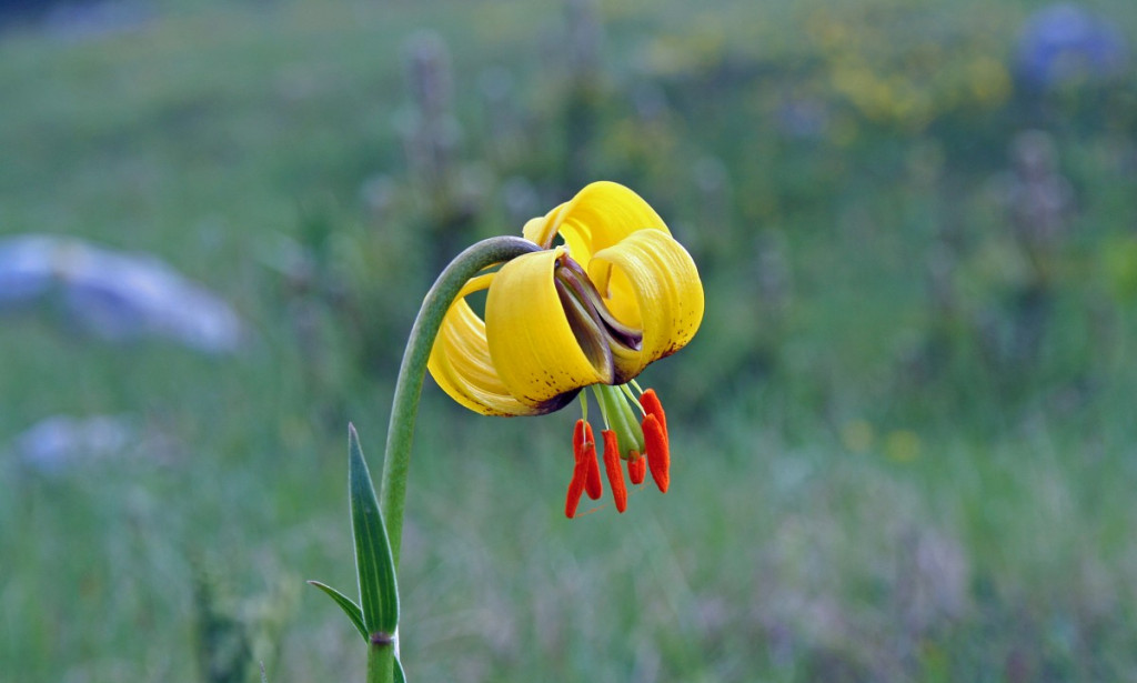 ZLATNI PEČAT VJEČNOSTI: Bosanski ljiljan – Simbol najstarije države na Balkanu