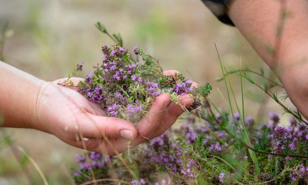 Kodeks berača: Osnovna pravila za sakupljanje ljekovitog bilja