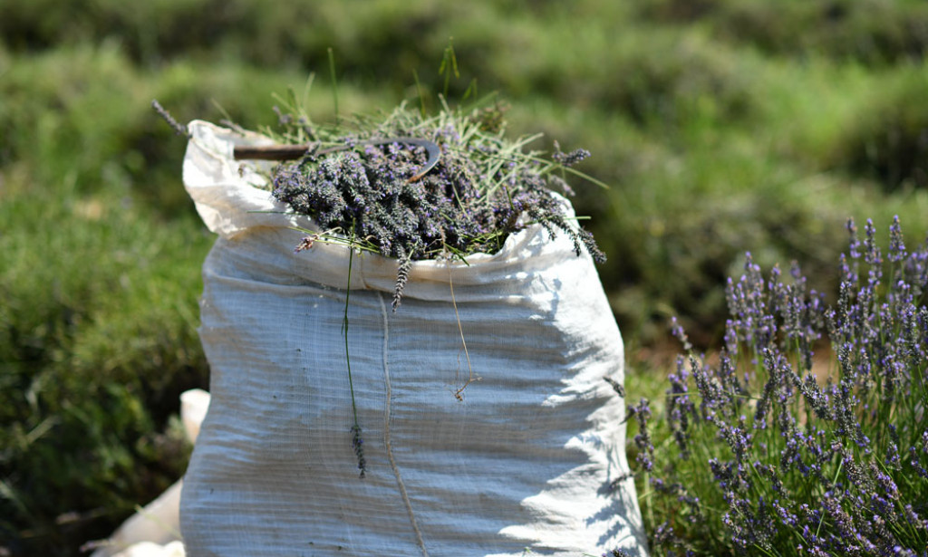 Kalendar prirode: Kako i kada sakupljati pojedine dijelove bilja
