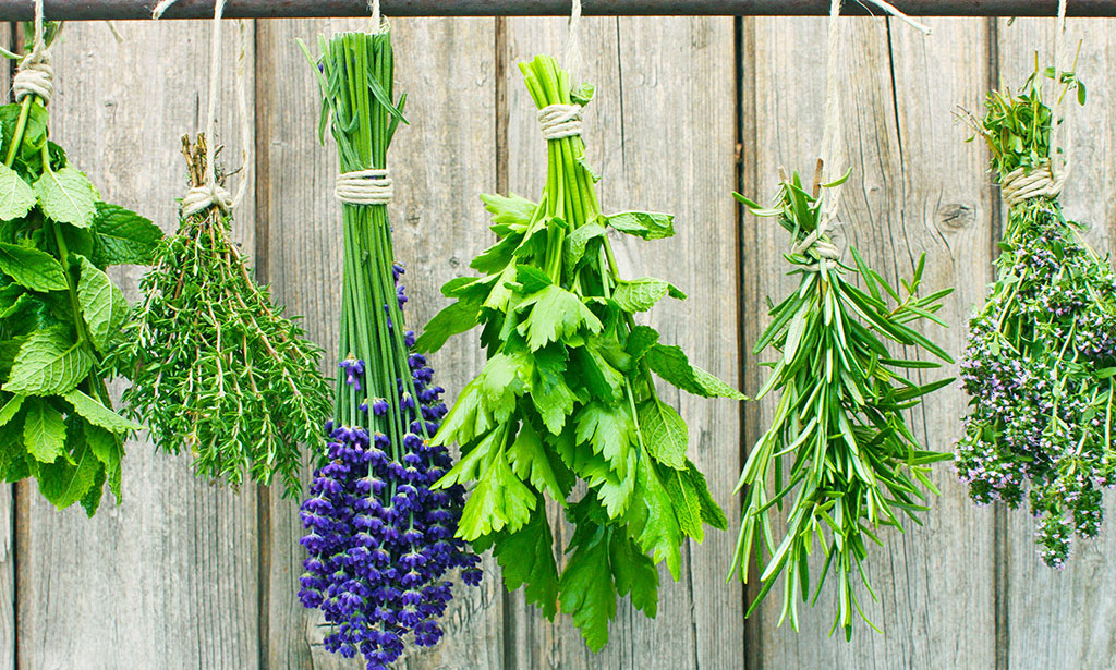 Umjetnost očuvanja: Kako pravilno sušiti ljekovito bilje