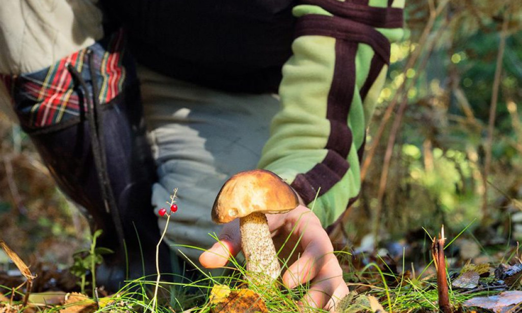 Svijet gljiva: Vodič za sigurno i odgovorno sakupljanje