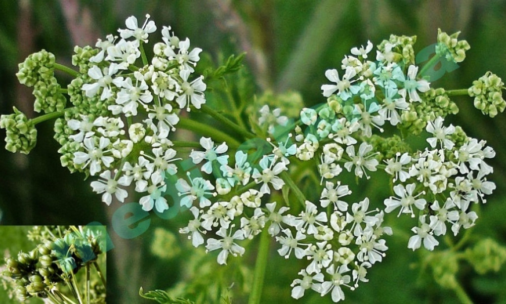 Oprez u prirodi: Kako razlikovati ljekovite biljke od njihovih otrovnih dvojnica