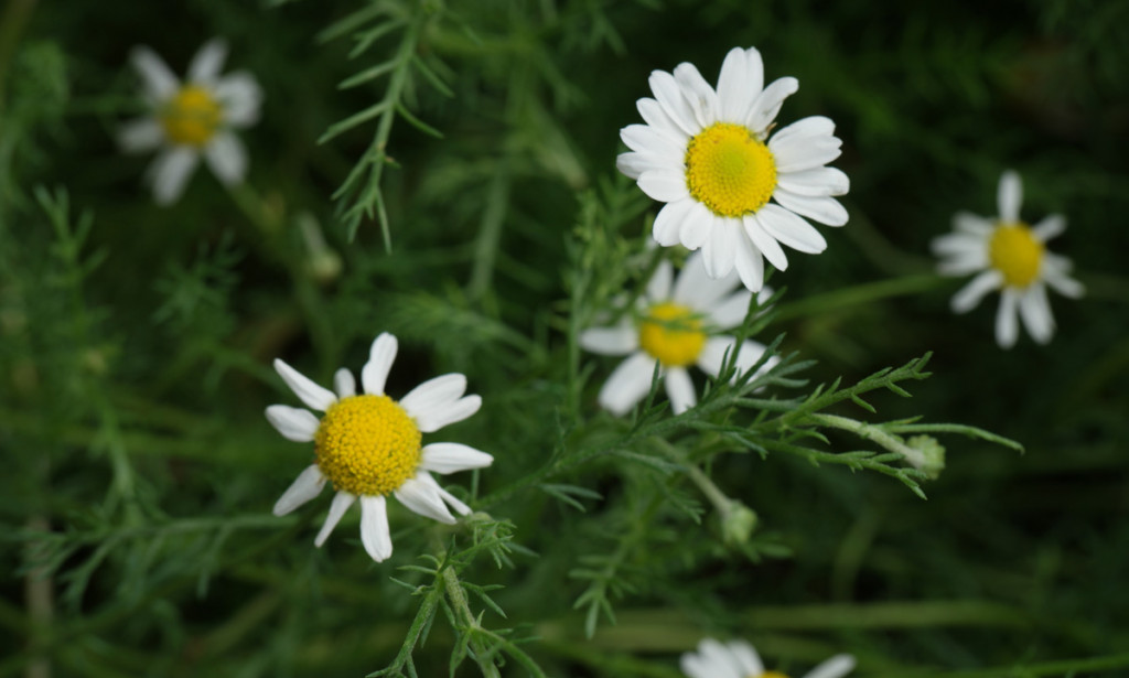 Najvažnije ljekovite biljke naših krajeva: Darovi prirode Bosne i Hercegovine