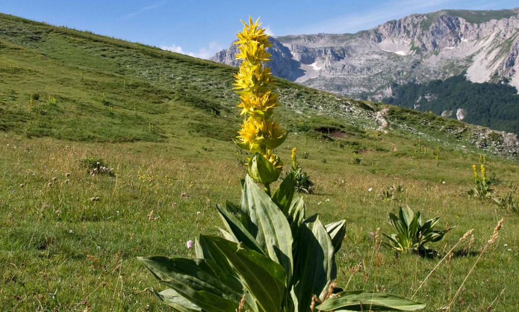 Čuvari biodiverziteta: Zaštićene i ugrožene vrste ljekovitog bilja