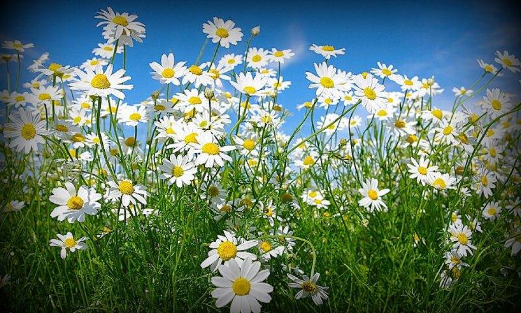 Kamilica i Kunica: Snaga prirodnih zaštitnika