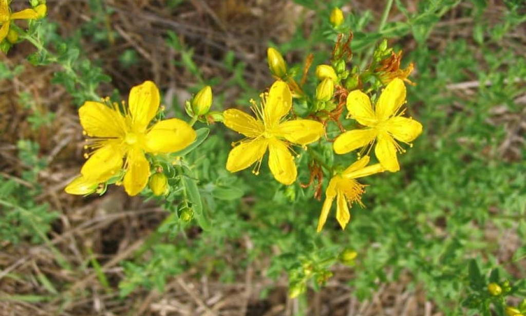 Bokvica i Kantarion: Najbolji prijatelji vaše kože i imuniteta