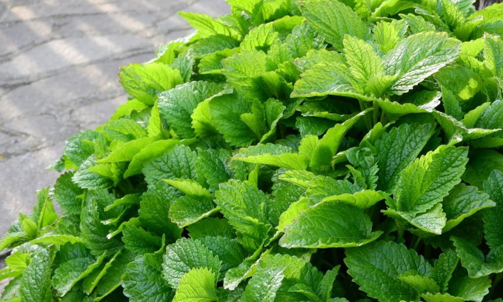 Matičnjak i Nana: Mirisni čuvari mira i probave