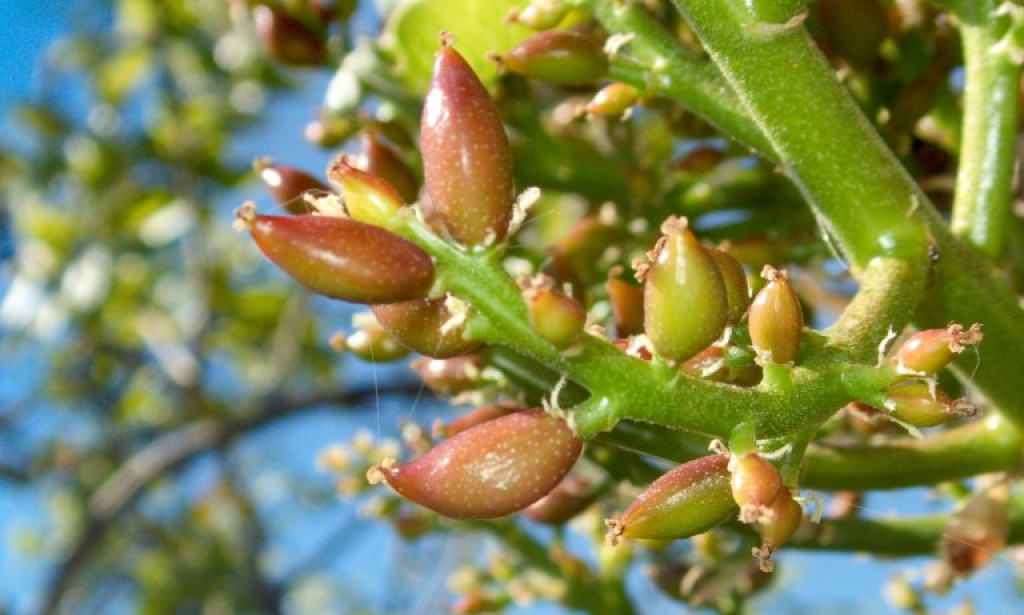 Godišnji ciklus i napredne agronomske prakse održavanja pistacija sorti Kerman i Peters