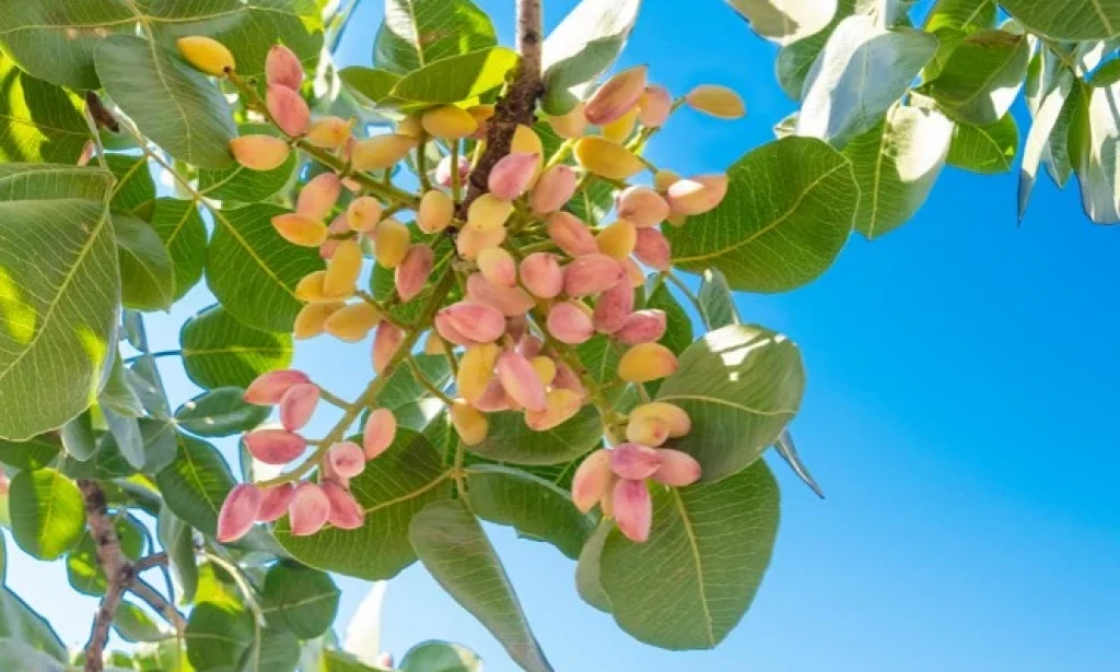 Nutritivna strategija, upravljanje gnojidbom i rezidba pistacija