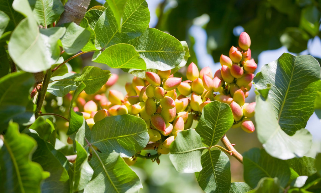 Analiza prinosa i kvalitativnih svojstava pistacija i post-harvest