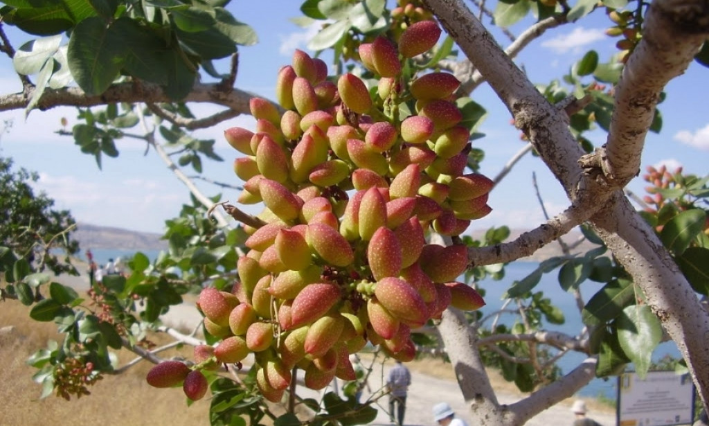 Ekonomska održivost i tržišni potencijal uzgoja pistacija