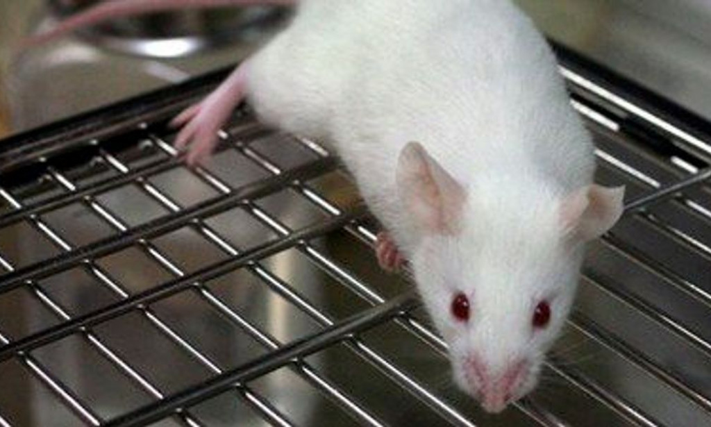 Granice nauke: Šta nam ponovljeno kloniranje govori o stabilnosti genoma?