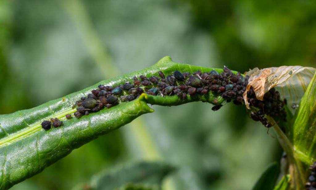 Aphis fabae (crna lisna uš) – životni ciklus, biologija i značaj u poljoprivredi