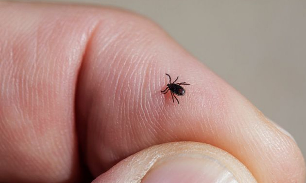 Anatomija nevidljivog napada: Kako krpelji upravljaju pljuvačkom da bi nas zarazili?