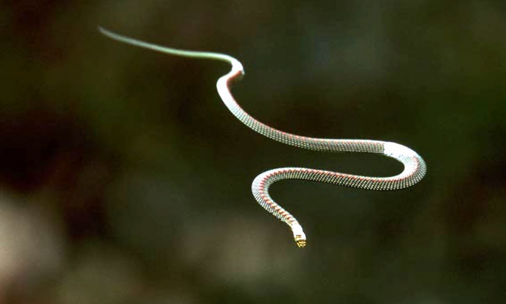 Upoznajte zmiju koja "leti" bolje od vjeverice
