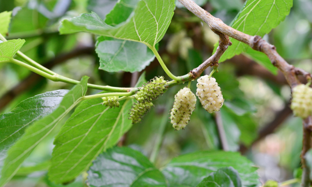 Jeste li znali da se listovi duda jedu? Upoznajte superhranu iz vašeg dvorišta!
