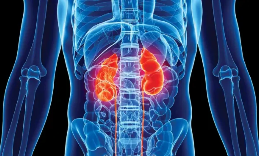 Prirodna podrška mjehuru: Tri specifična voća koja regulišu noćnu filtraciju bubrega