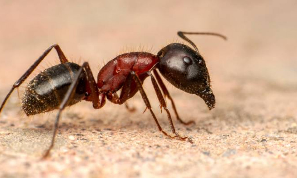 Tajni život šumskih mrava: Skriveni arhitekti koji regenerišu tlo naše planete